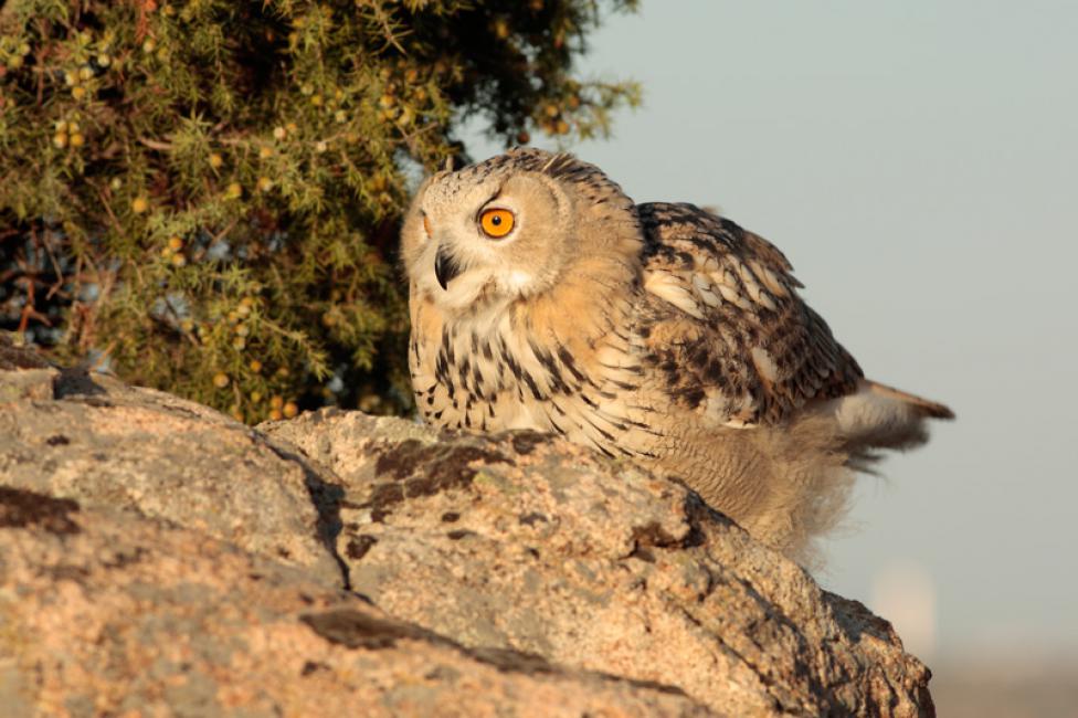 Imagen 30 de la galería de Búho real - Eagle Owl
